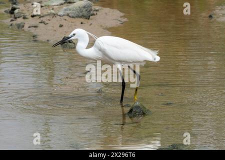 Der kleine Egret (Egretta garzetta) Agia Varvara, Zypern Stockfoto