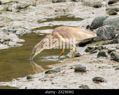 Räucherreiher (Ardeola ralloides), Jagd nach Nahrung in einem ausgetrockneten Teich, Agia Vavara, Zypern. Stockfoto
