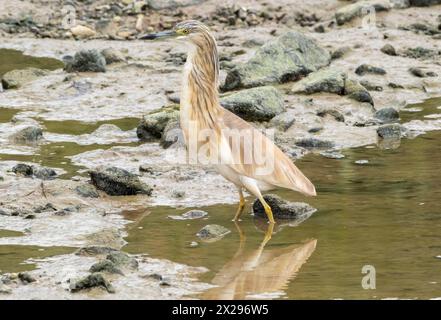 Räucherreiher (Ardeola ralloides), Jagd nach Nahrung in einem ausgetrockneten Teich, Agia Vavara, Zypern. Stockfoto