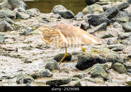 Räucherreiher (Ardeola ralloides), Jagd nach Nahrung in einem ausgetrockneten Teich, Agia Vavara, Zypern. Stockfoto