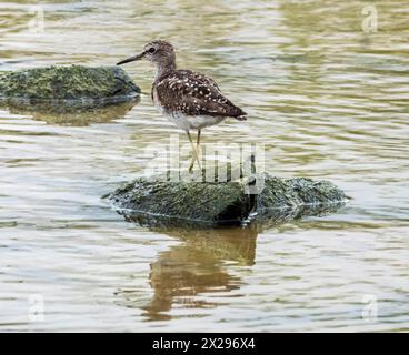 Holzsandfänger (Tringa glareola), Agia Varvara, Zypern. Stockfoto