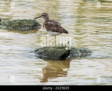 Holzsandfänger (Tringa glareola), Agia Varvara, Zypern. Stockfoto