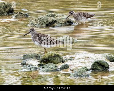 Holzsandfänger (Tringa glareola), Agia Varvara, Zypern. Stockfoto