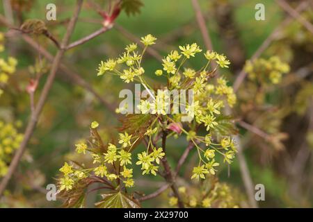 Zweig mit Blüte und Jungblättern des Norwegischen Ahorns (Acer platanoides) Stockfoto