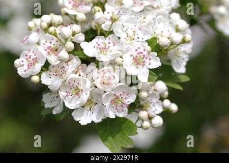 Zweig mit Blüte und Blättern des Weißdorns (Crataegus) Stockfoto