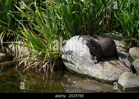 Einer der Höhepunkte eines Ausflugs ins London Wetlands Centre ist das Treffen von Tod und Honey, einem Paar asiatischer Kleinkrallen. Die Art kommt in Südostasien vor, von Südindien, Südchina und weiter südlich gelegenen Ländern. Diese Otter werden als vom Aussterben bedroht eingestuft, weil sie durch Wilderei, illegalen Handel mit Heimtieren, Verschmutzung und den Verlust ihres Lebensraums bedroht sind. Es wird angenommen, dass nur 5.000 von ihnen in freier Wildbahn leben, und diese Zahl nimmt ab. Sie sind die kleinsten Otter. Stockfoto