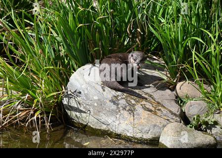 Einer der Höhepunkte eines Ausflugs ins London Wetlands Centre ist das Treffen von Tod und Honey, einem Paar asiatischer Kleinkrallen. Die Art kommt in Südostasien vor, von Südindien, Südchina und weiter südlich gelegenen Ländern. Diese Otter werden als vom Aussterben bedroht eingestuft, weil sie durch Wilderei, illegalen Handel mit Heimtieren, Verschmutzung und den Verlust ihres Lebensraums bedroht sind. Es wird angenommen, dass nur 5.000 von ihnen in freier Wildbahn leben, und diese Zahl nimmt ab. Sie sind die kleinsten Otter. Stockfoto