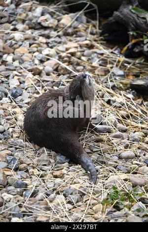 Einer der Höhepunkte eines Ausflugs ins London Wetlands Centre ist das Treffen von Tod und Honey, einem Paar asiatischer Kleinkrallen. Die Art kommt in Südostasien vor, von Südindien, Südchina und weiter südlich gelegenen Ländern. Diese Otter werden als vom Aussterben bedroht eingestuft, weil sie durch Wilderei, illegalen Handel mit Heimtieren, Verschmutzung und den Verlust ihres Lebensraums bedroht sind. Es wird angenommen, dass nur 5.000 von ihnen in freier Wildbahn leben, und diese Zahl nimmt ab. Sie sind die kleinsten Otter. Stockfoto