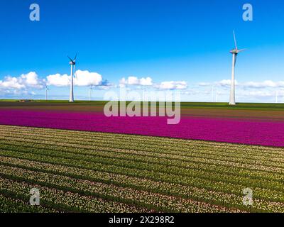 Eine malerische Szene mit einem riesigen Feld, das mit bunten Blumen geschmückt ist, mit majestätischen Windmühlen, die sich in der Ferne drehen, vor einem klaren blauen Himmel im Noordoostpolder Niederlande Stockfoto