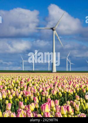 Ein riesiges Feld von leuchtenden Tulpen, die im Wind schweben, mit Windmühlen-Turbinen im Hintergrund, die im Frühjahr eine malerische Szene in den Niederlanden schaffen. Stockfoto