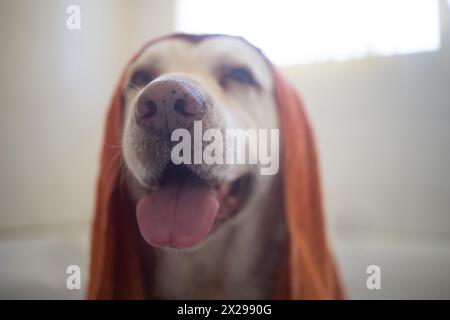 Handtuch, Hund und Reinigung im Badezimmer zu Hause für Wellness, Hygiene und Gesundheit der Tiere. labrador Retriever für Haustier, Badewanne und Waschen zum Haarpflegen Stockfoto