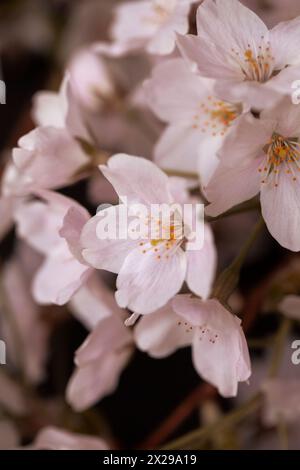 Weiße Blüten auf schwarzem Grund Stockfoto