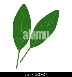 Frische Spinatblätter, Symbol für gesunde Lebensmittel, Vektor-Illustration Stock Vektor