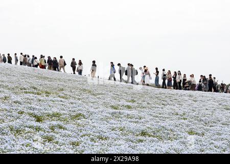 Hitachinaka, Ibaraki, Japan. April 2024. Im Hitachi Seaside Park treffen sich Besucher, um die Nemophila (Baby Blue Eyes) Blumen zu sehen. Nemophila-Blüten sind hauptsächlich im Westen der Vereinigten Staaten zu finden, einige sind aber auch im Osten Kanadas, Mexikos und im Südosten des Landes zu finden. Bis Anfang Mai bedecken etwa 4,5 Millionen Blumen über 35.000 Quadratmeter große Hügel. (Kreditbild: © Rodrigo Reyes Marin/ZUMA Press Wire) NUR REDAKTIONELLE VERWENDUNG! Nicht für kommerzielle ZWECKE! Quelle: ZUMA Press, Inc./Alamy Live News Stockfoto