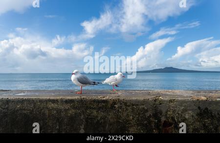 Möwen an der Ufermauer. Weiße Süßwarenwolken über der Insel Rangitoto. Takapuna Beach. Auckland. Stockfoto