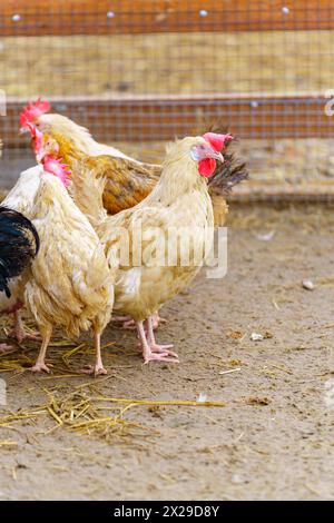 Hühner stehen auf einem unbefestigten Boden, picken und kratzen an der Oberfläche. Stockfoto