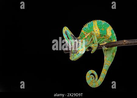 Niedliches lustiges Chamäleon - Chamaeleo calyptratus auf einem Ast Stockfoto