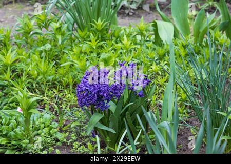 Frühlingsblumen auf einem Blumenbeet Nahaufnahme Stockfoto