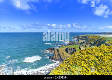 Findlater Castle Moray Firth Aberdeenshire Schottland die Ruinen Küste und Klippen bedeckt mit gelbem Ginster im Frühling Stockfoto