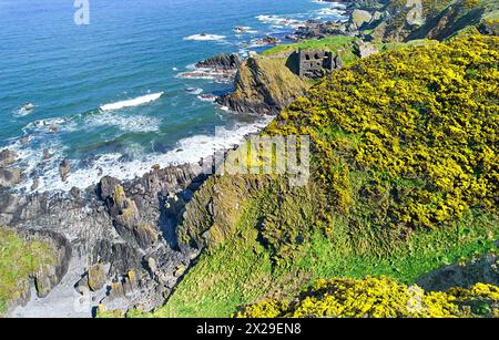 Findlater Castle Moray Firth Aberdeenshire Schottland die Ruinen der zerklüfteten Küste und Klippen, die im Frühling mit Gelbginster bedeckt sind Stockfoto