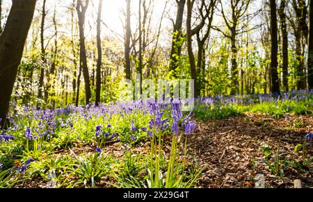 Brighton UK 20. April 2024 - Bluebells in voller Blüte im Stanmer Park Great Wood nördlich von Brighton an einem sonnigen Morgen: Stockfoto