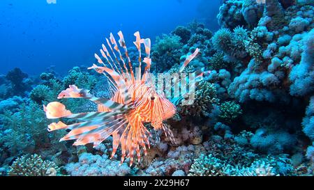 Sharm el Sheikh, Ägypten, 5. Oktober 2023. Ein Löwenfisch kreuzt die Korallenriffe im Roten Meer. Sie haben giftige Wirbelsäulen, um Raubtiere abzuwehren. Stockfoto