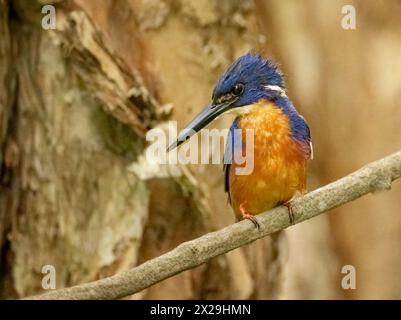 Azure Kingfisher (Alcedo azurea) ein kleiner eisvogel, der sich von anderen Eisvogelfischern durch seine markanten blauen, orangen Oberteile unterscheidet Stockfoto