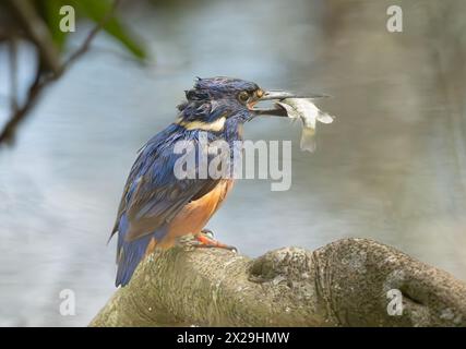 Azure Kingfisher (Alcedo azurea) mit einem Fisch ein kleiner, farbenfroher Vogel mit blauem, orangenem Gefieder, ausgewählter Fokus. Stockfoto