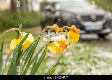 240420Wintereinbruch News ID: EN 2024 Wintereinbruch im Erzgebirge Neuschnee sorgt für Verkehrsprobleme Geyer. Nasskaltes und kühles Wetter hat das Erzgebirge nach wie vor fest im Griff. In der Nacht auf Samstag gehen die Niederschläge auch in tieferen Regionen, in Schnee über. Bis in Lagen auf 500 Höhenmeter bildete sich eine dünne Schneedecke. Leicht angezuckert zeigt sich am Morgen die Stadt Zwönitz 550 Meter über N.N.. Der Frost der letzten Tage, hat bei den SOmmerblühern sichtlich Spuren hinterlassen. Der Schnee bedeckte Autos und Landschaften. In noch höheren Regionen sorgte Stockfoto