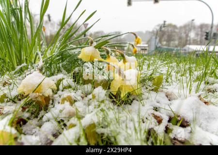 240420Wintereinbruch News ID: EN 2024 Wintereinbruch im Erzgebirge Neuschnee sorgt für Verkehrsprobleme Geyer. Nasskaltes und kühles Wetter hat das Erzgebirge nach wie vor fest im Griff. In der Nacht auf Samstag gehen die Niederschläge auch in tieferen Regionen, in Schnee über. Bis in Lagen auf 500 Höhenmeter bildete sich eine dünne Schneedecke. Leicht angezuckert zeigt sich am Morgen die Stadt Zwönitz 550 Meter über N.N.. Der Frost der letzten Tage, hat bei den SOmmerblühern sichtlich Spuren hinterlassen. Der Schnee bedeckte Autos und Landschaften. In noch höheren Regionen sorgte Stockfoto