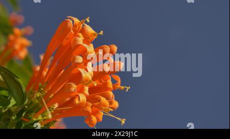 Orangene Trompetenblüten erhellen die Szene in Puerto del carmen, Lanzarote Stockfoto