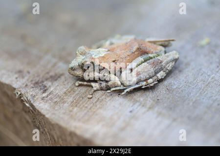 Ryukyu-Spitznasen-Frosch, Ryukyu-Inselfrosch oder Okinawa-Spitznasen-Frosch (Odorrana narina) ist eine Froschart aus der Familie der Ranidae. Es ist endemisch von OK Stockfoto