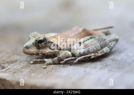 Ryukyu-Spitznasen-Frosch, Ryukyu-Inselfrosch oder Okinawa-Spitznasen-Frosch (Odorrana narina) ist eine Froschart aus der Familie der Ranidae. Es ist endemisch von OK Stockfoto