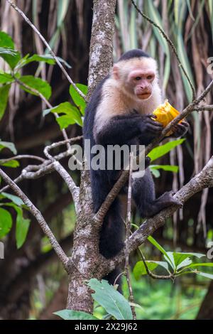 Kapuzineraffe im Tortuguero-Dschungel in Costa Rica Stockfoto