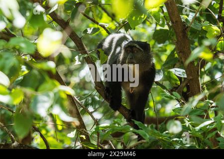 Blue Monkey im Lake Manyara National Park, Tansania Stockfoto