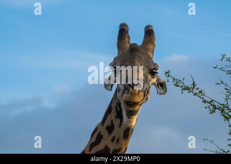 Giraffe bei Sonnenaufgang, Tarangire Nationalpark, Tansania Stockfoto