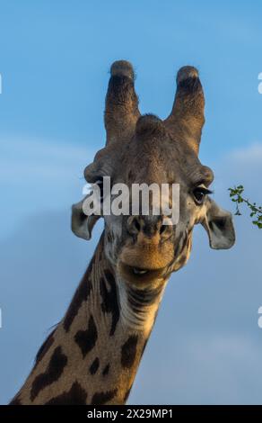 Giraffe bei Sonnenaufgang, Tarangire Nationalpark, Tansania Stockfoto