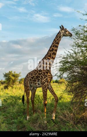 Giraffe im Tarangire Nationalpark, Tansania Stockfoto