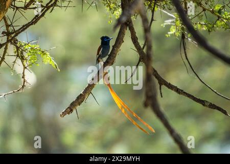 Afrikanisches Paradies Fliegenfänger (männlich), Ngorogoro-Krater, Tansania Stockfoto