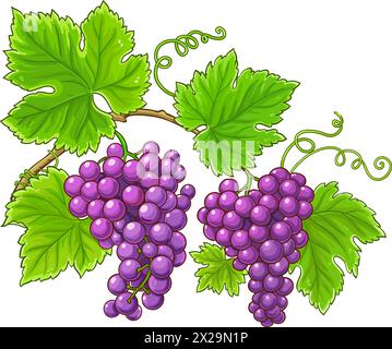 Traubenzweig Farbige Detaillierte Abbildung. Stock Vektor