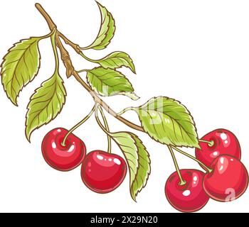 Farbige Detaillierte Abbildung Mit Cherry Branch. Stock Vektor