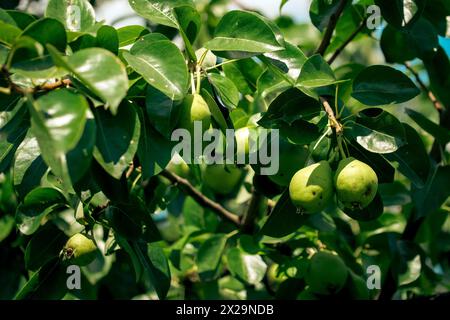 Ein lebendiges Bild, das frische Birnen auf einem Baum, umgeben von glänzenden Blättern, einfängt; perfekt für gesunde Ernährung, Bio-Landwirtschaft oder Gartenblogs Stockfoto