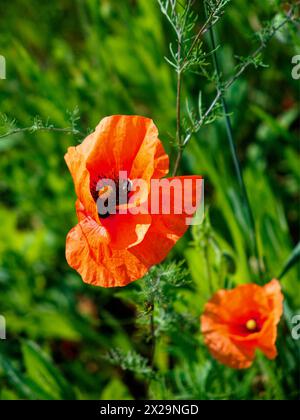 Bunte Mohnblumen wachsen in einer wilden Umgebung. Stockfoto