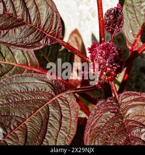 Der atemberaubende Kontrast zwischen der leuchtenden roten Blume und dem umliegenden tiefgrünen Laub wird erfasst. Stockfoto