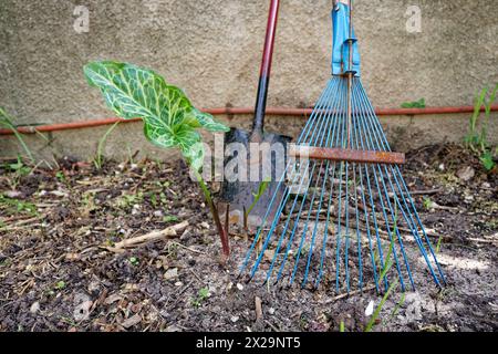 Rechen, Schaufel und ein Philodendron-Blatt Stockfoto