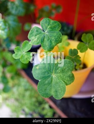 Trifolium-Blätter in schlechtem Zustand mit Pilz Stockfoto