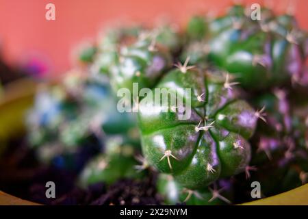 Nahaufnahme der Anlage gymnocalycium anisitsii Stockfoto