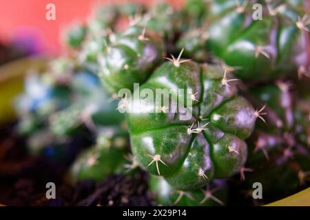 Nahaufnahme der Anlage gymnocalycium anisitsii Stockfoto