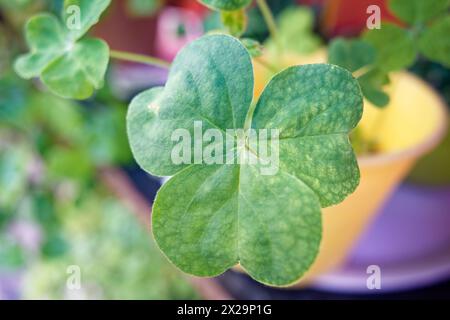 Trifolium-Blätter in schlechtem Zustand mit Pilz Stockfoto