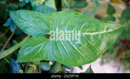Grosse grüne Blätter des pflanzlichen Anthurium myosuroides Stockfoto